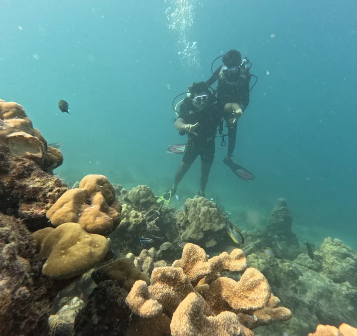 Diver above a group of boulder corals