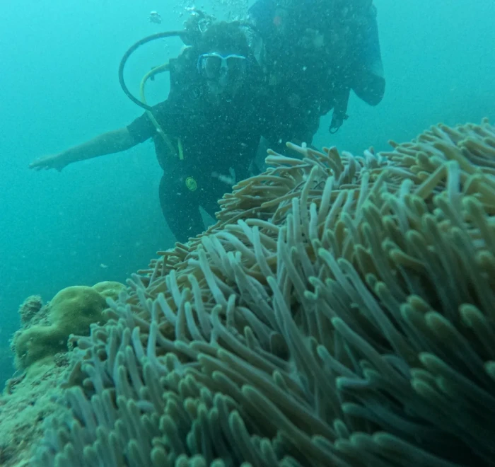 Diver above a large green sea anemone