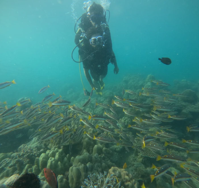Diver above a large school of yellow snapper