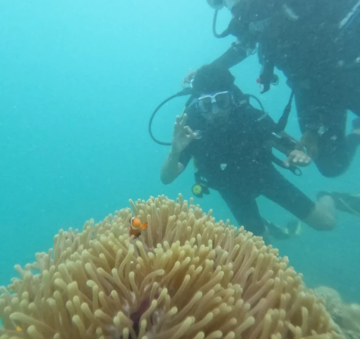 Diver above a large sea anemone on the reef
