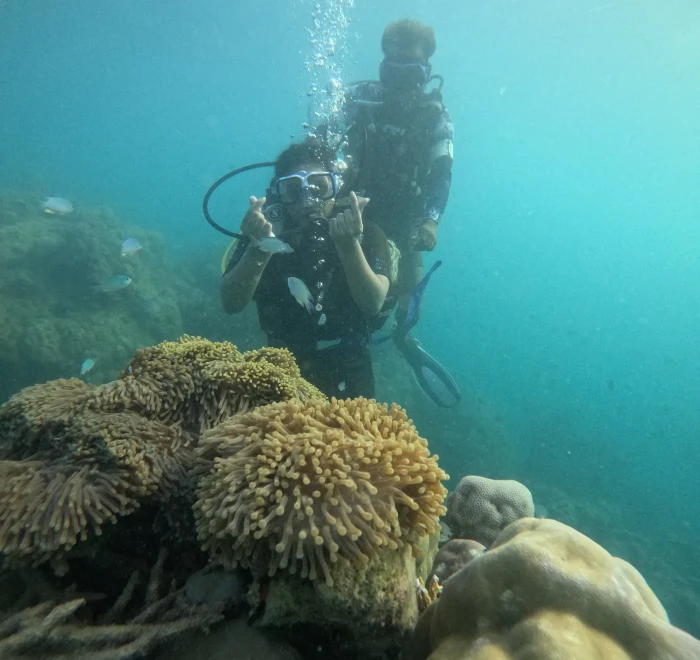 Diver photographing an anemone bed on the reef