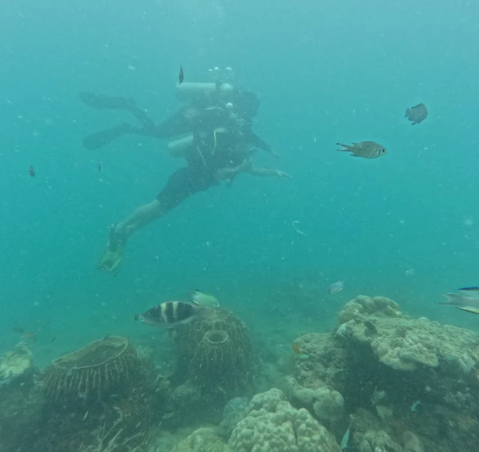 Diver above the reef with fish around in green water