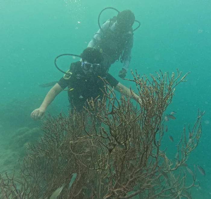 Diver above soft coral fans on the reef