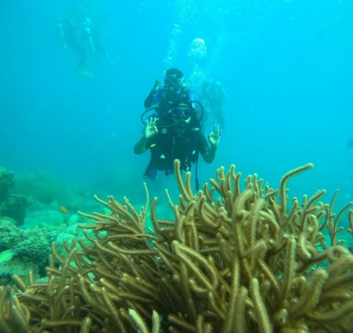 Diver above a stand of finger coral