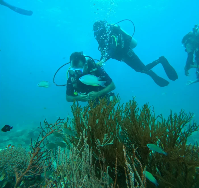 Diver above a stand of sea whips on the reef