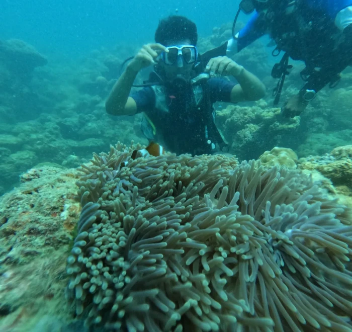 Diver behind a wide bed of sea anemones