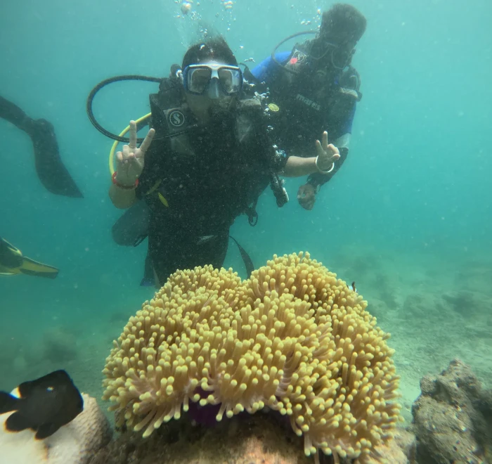 Diver behind a yellow sea anemone growing on the reef