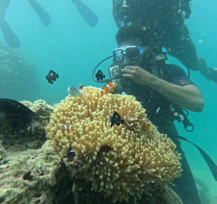 Diver behind a yellow sea anemone growing on the reef