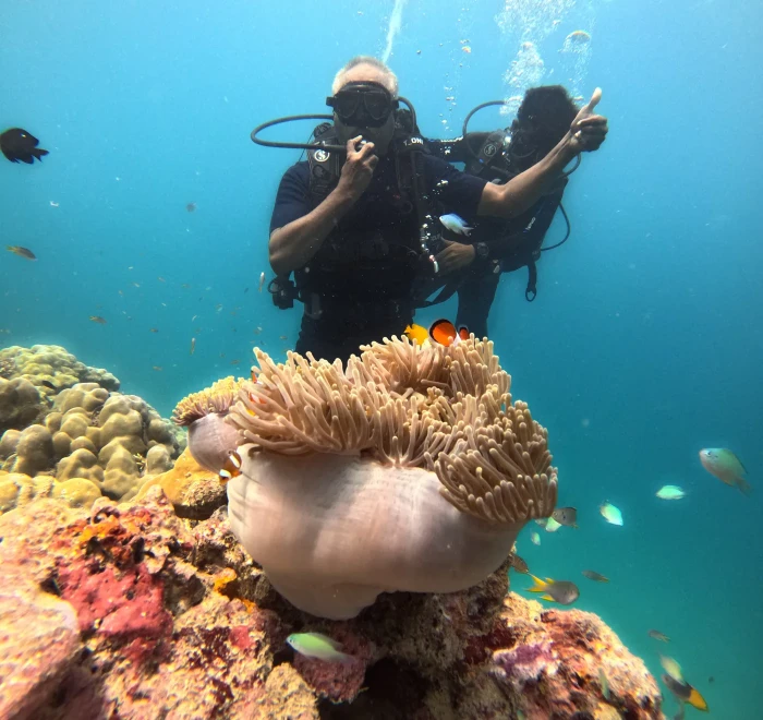 Divers above an anemone growing on a coral bommie