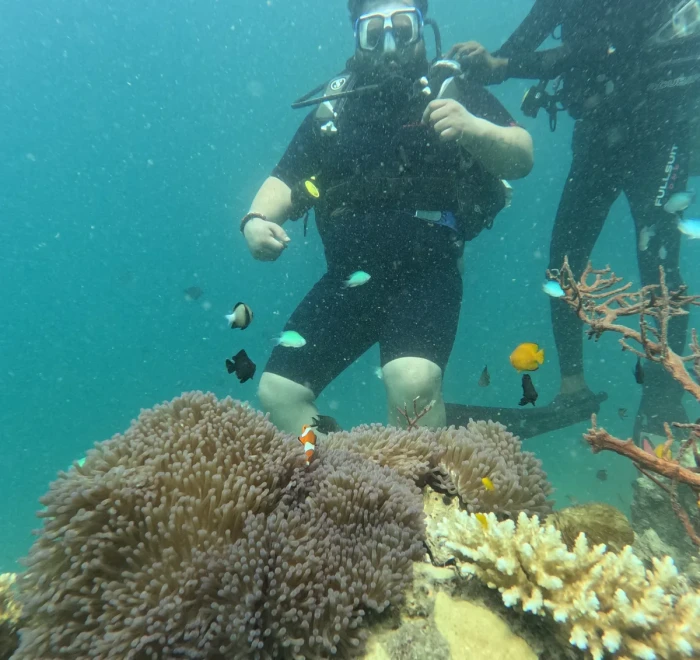 Divers above an anemone beside staghorn coral