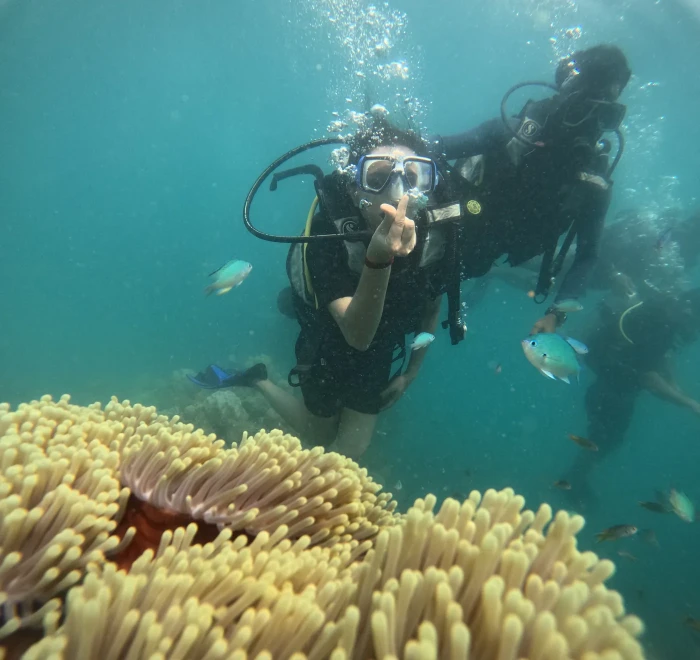 Divers above a bed of yellow sea anemones