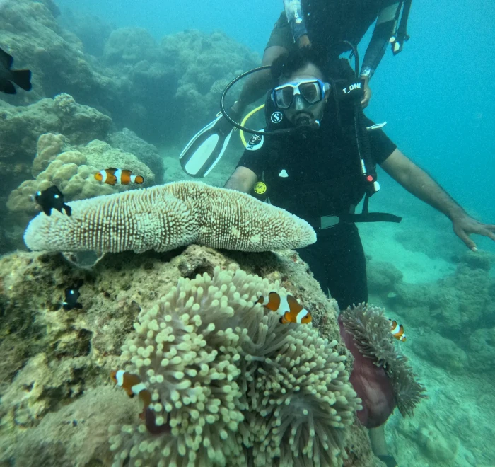 Divers above a clownfish anemone beside a brain coral