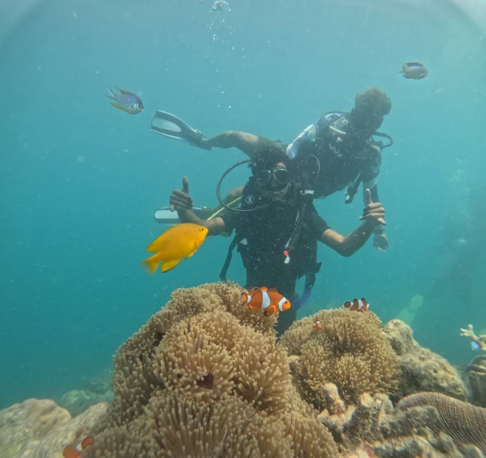 Divers above a clownfish anemone with a yellow fish nearby