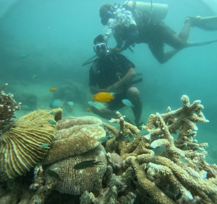 Divers above a coral garden with reef fish around