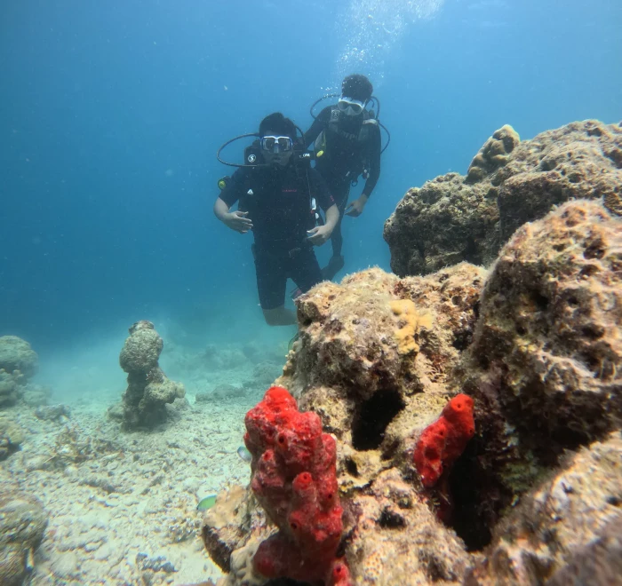 Divers behind a coral head with red sponge growing on it