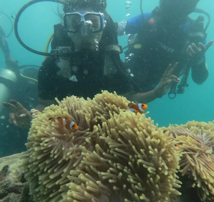 Divers behind a large clownfish anemone on the reef