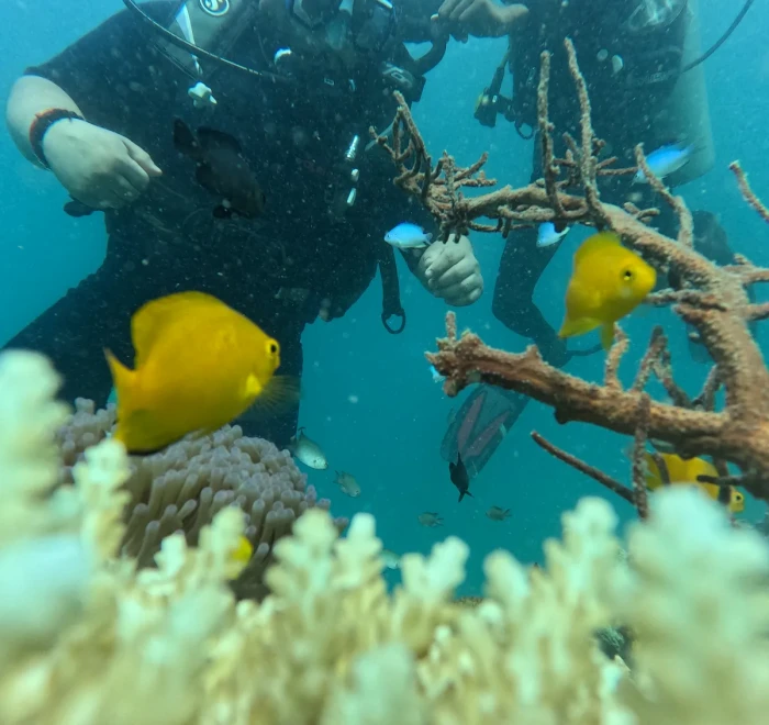 Divers beside staghorn coral with a yellow butterflyfish on the reef