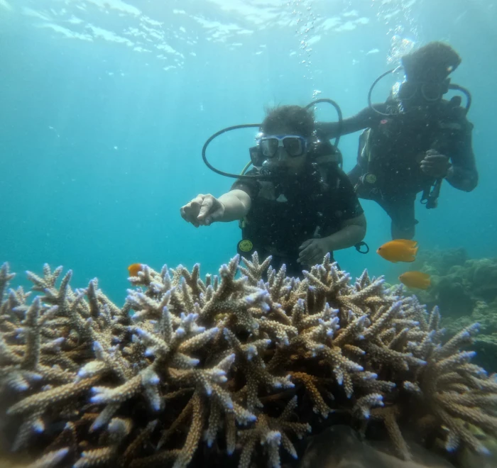 Divers above staghorn coral with yellow reef fish around them
