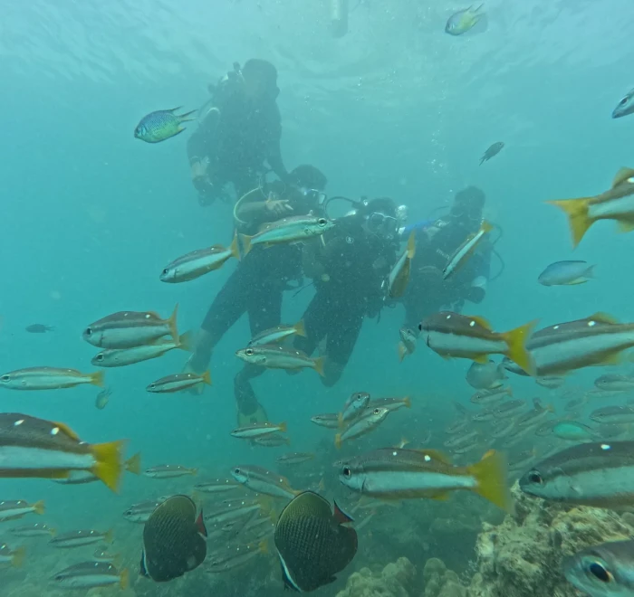 Divers surrounded by a school of yellow snapper