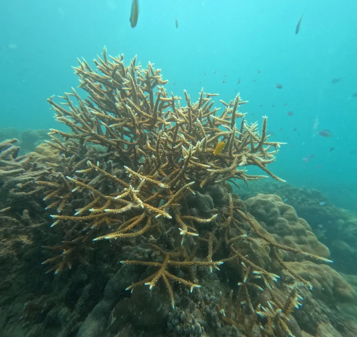 Field of staghorn coral spreading across a shallow reef off Havelock Island