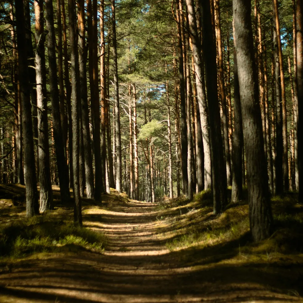 Forest Trail — Frogman Adventures, Havelock Island