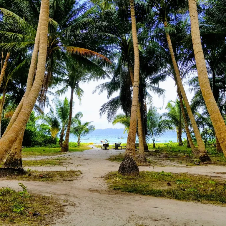 Intertidal Walk in Havelock Island, Andaman