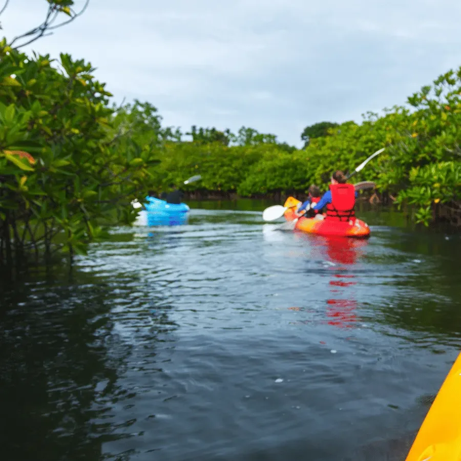 Mangrove Kayaking — Frogman Adventures, Havelock Island