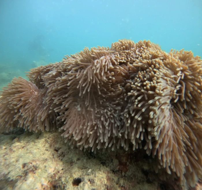 Large bed of sea anemone tentacles covering a coral head