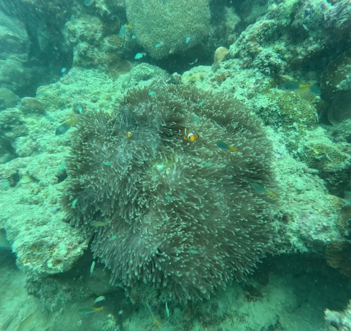 Large green sea anemone spread across the reef