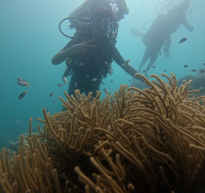 Leather coral colony on the reef with divers passing behind