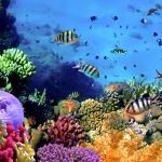 Aquarium scuba diving package - Frogman Adventures Havelock Island