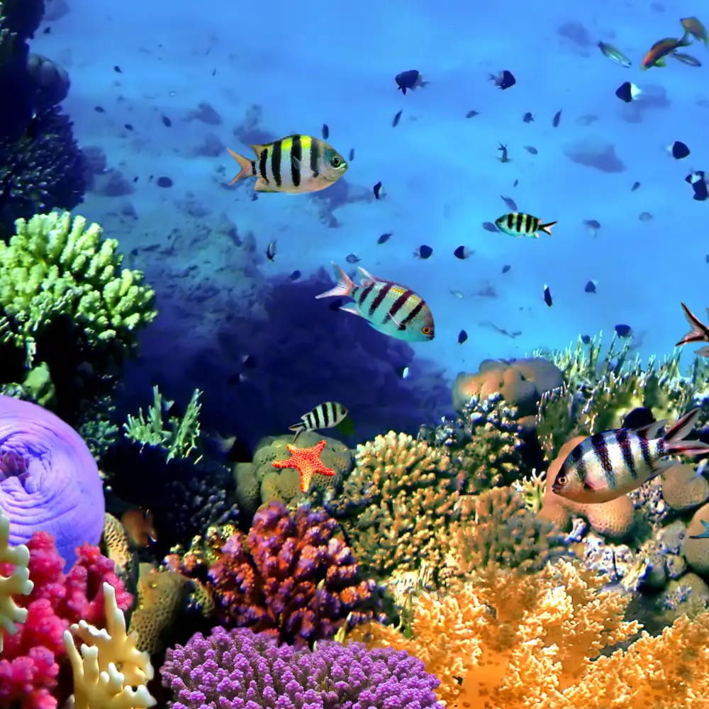 Aquarium — Frogman Adventures, Havelock Island