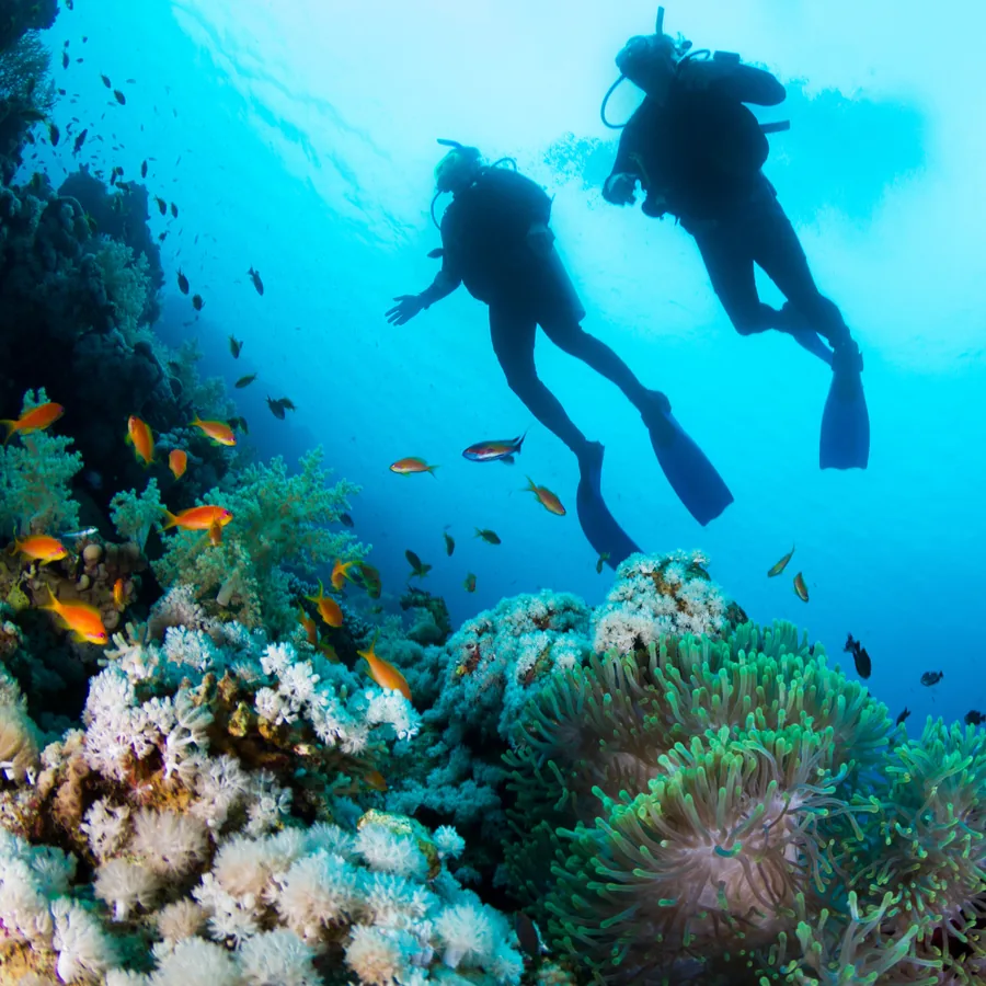 Juvi's — Frogman Adventures, Havelock Island