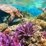 Turtle Beach scuba diving package - Frogman Adventures Havelock Island