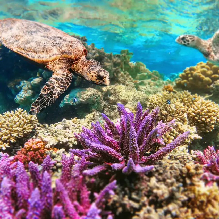 Turtle Beach — Frogman Adventures, Havelock Island