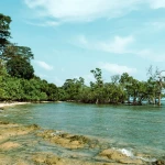Guided mangrove walk through the mangroves of Havelock Island with Frogman Adventures