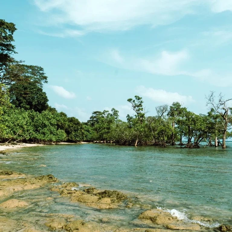 Mangrove Walk in Havelock Island, Andaman