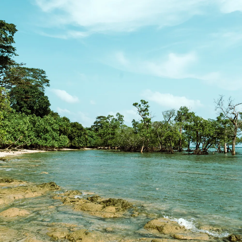 Mangrove Walk — Frogman Adventures, Havelock Island