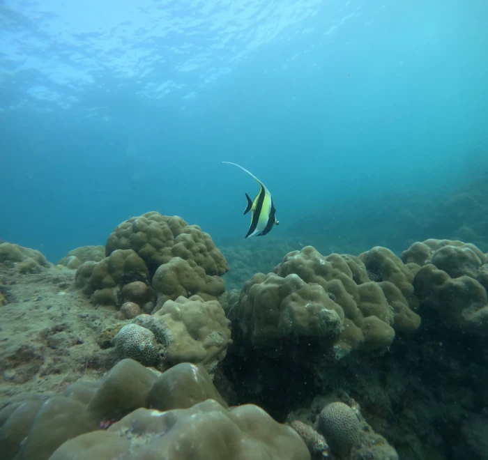 Moorish idol swimming over boulder coral on a reef off Havelock Island