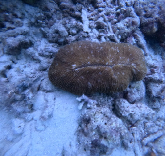 Mushroom coral resting on the coral rubble
