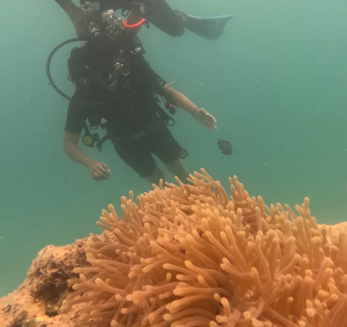 Orange sea anemone on the reef with a diver above