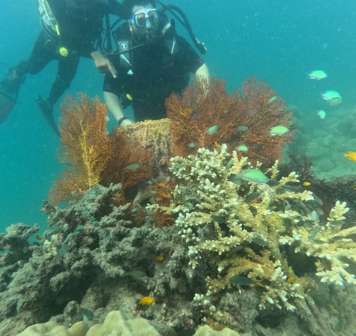 Orange sea fan and soft coral with divers passing above, Havelock Island