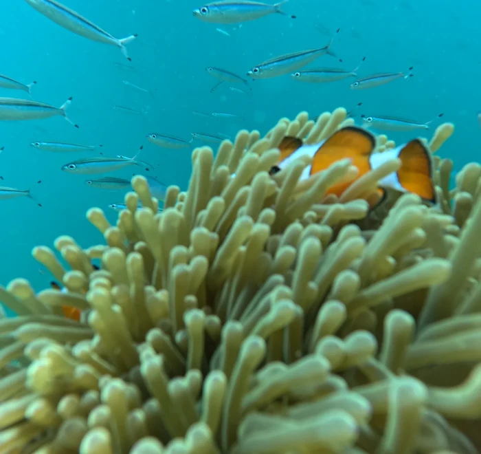 Pair of clownfish in their host anemone below a school of small reef fish