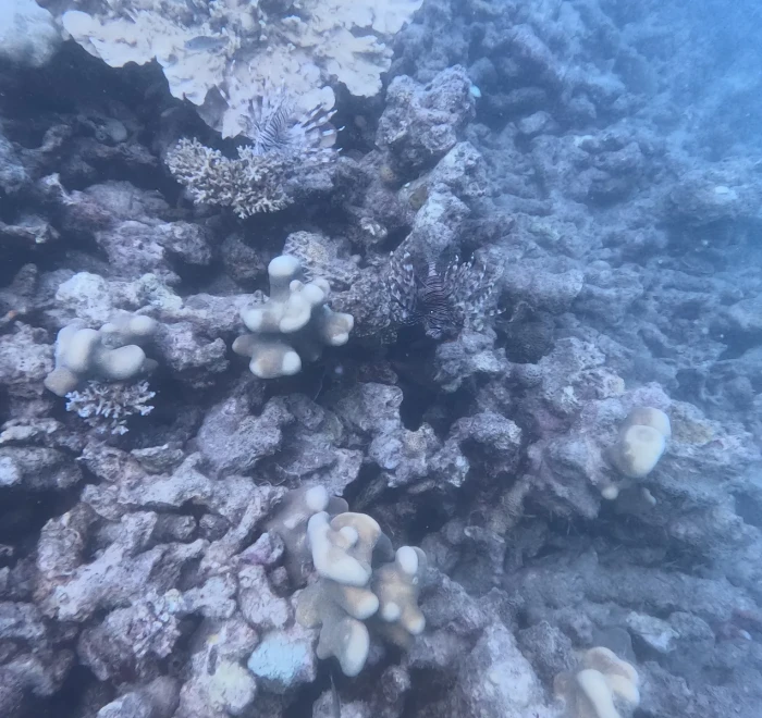 Pale coral heads spread across the seabed in the Andaman Sea