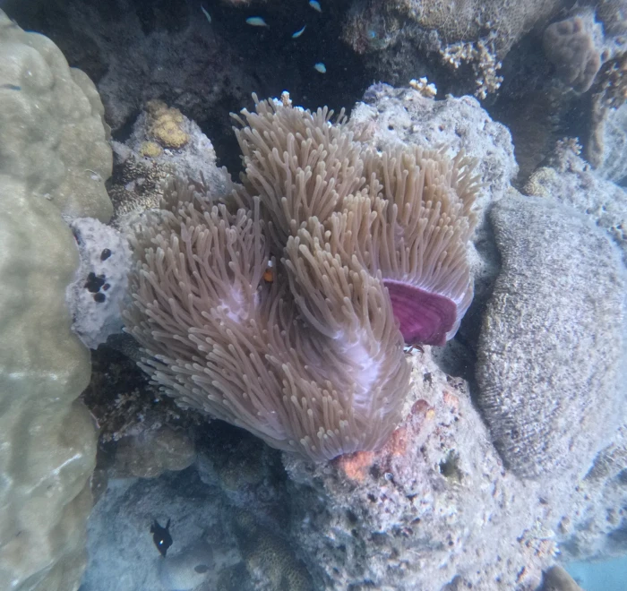 Pink sea anemone growing among coral rubble
