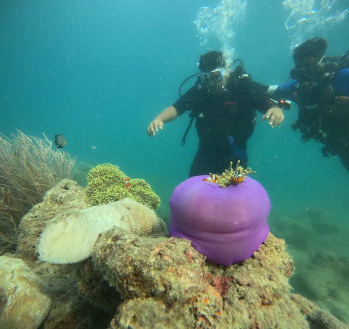 Purple sea anemone closed up on the reef with divers watching from behind