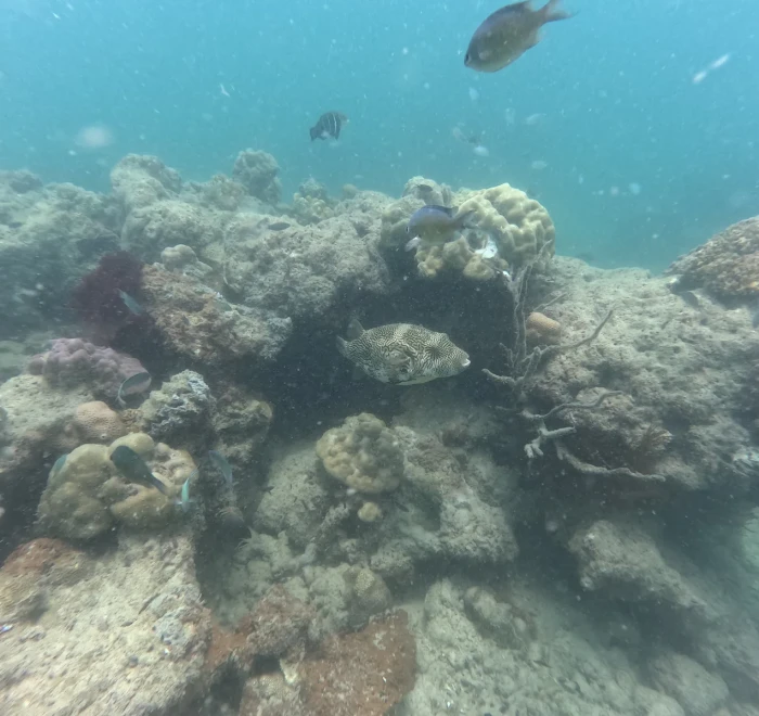 Rocky reef with hard corals and a fish passing above