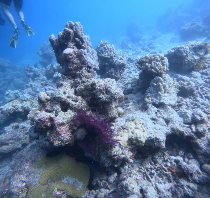 Rocky reef with a purple coral colony on the seabed in the Andaman Sea