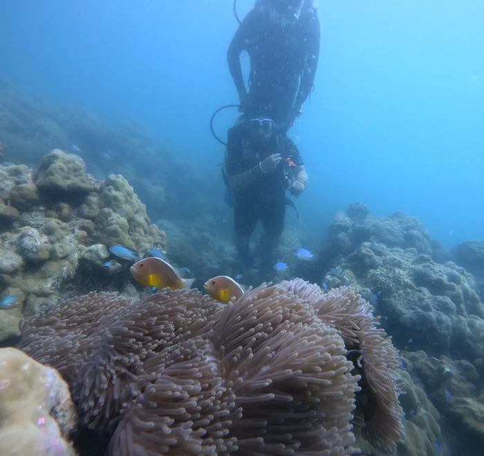 Sea anemones and reef fish with a diver above in blue water