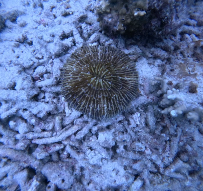 Sea urchin among the coral rubble on the seabed